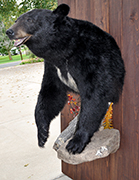 bear mount